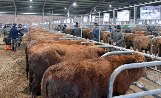 지난 13일 충남 공주시 월미동 공주가축시장에서 한우 경매가 진행되고 있는 모습.<사진=공주시>